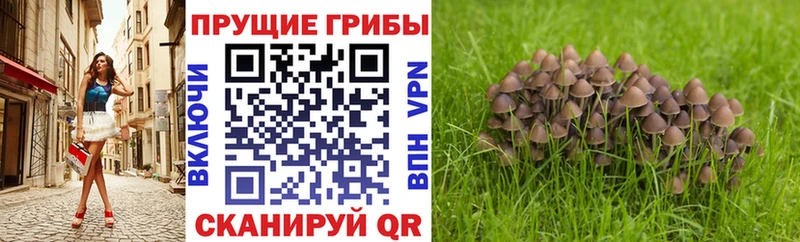 Псилоцибиновые грибы мухоморы  как найти наркотики  darknet состав  Кизилюрт 